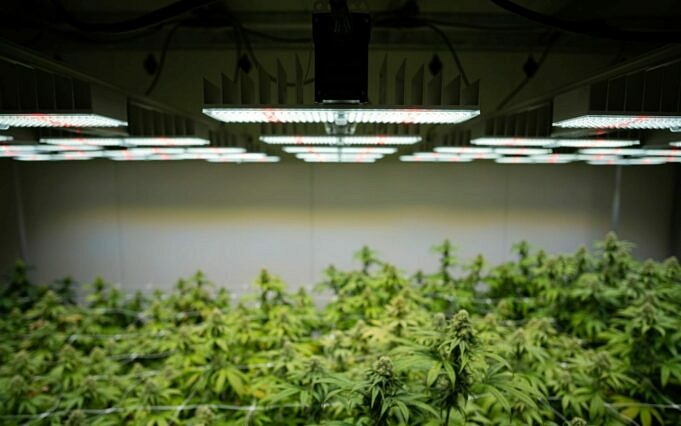 Die 6 Besten CFL Grow Lights Für Den Cannabisanbau Im Jahr 2022