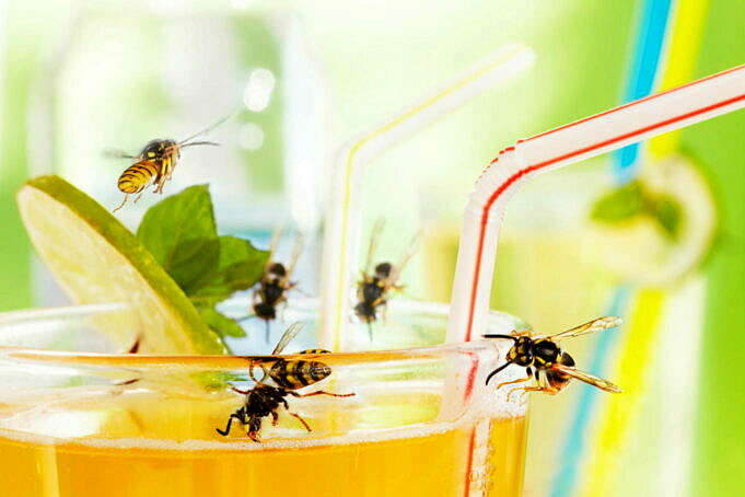 Wie Man Eine DIY-Wespenfalle Selbstgemachte Bienenfalle Herstellt