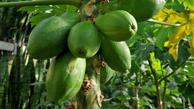 Wie Man Papaya Anbaut Papayabaum Aus Samen Wachsen Lassen